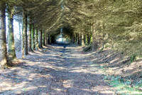 Lord Carlisle's Railways